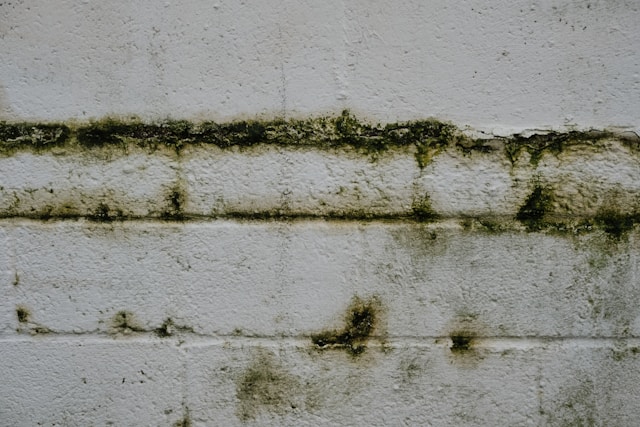 Mold Removal Tips for First-Time Homeowners